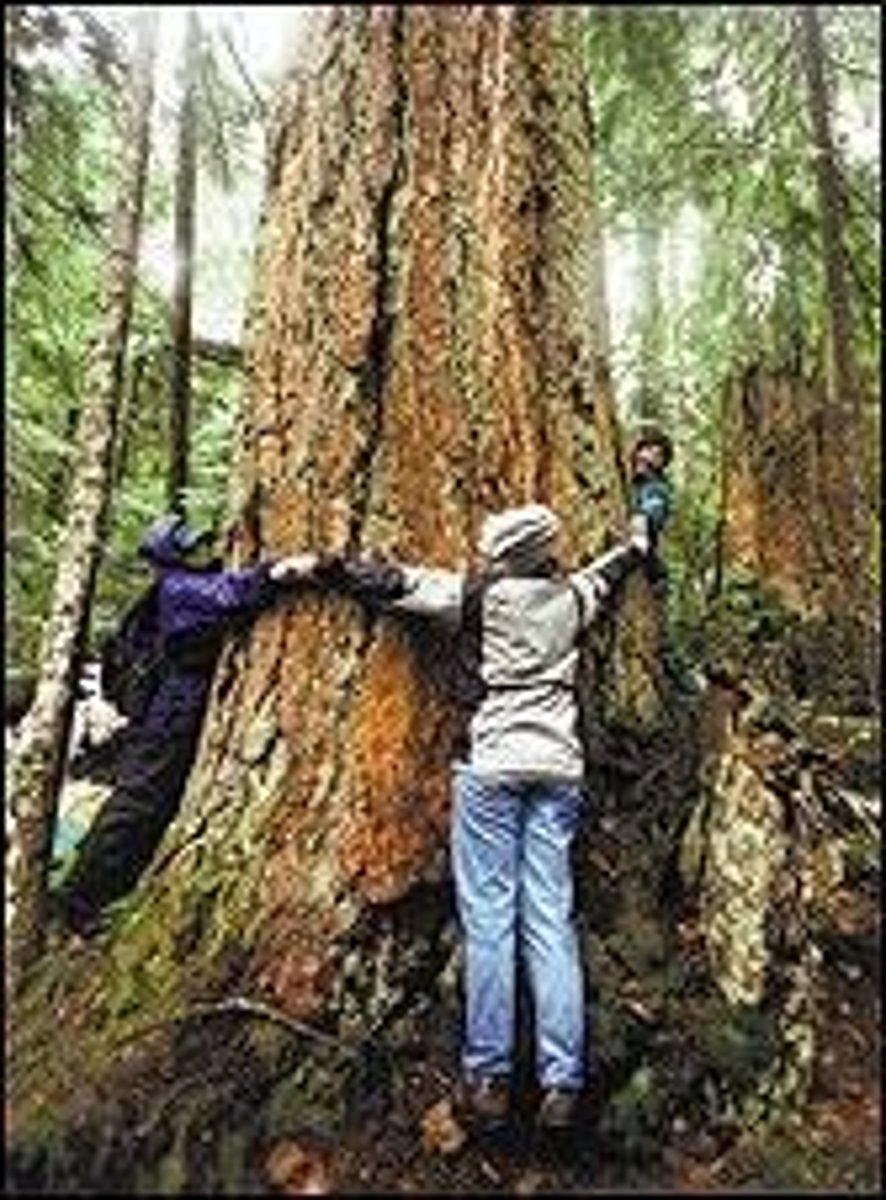 <p>Old-growth forests are important for biodiversity, carbon storage, and providing habitat for various species.</p>