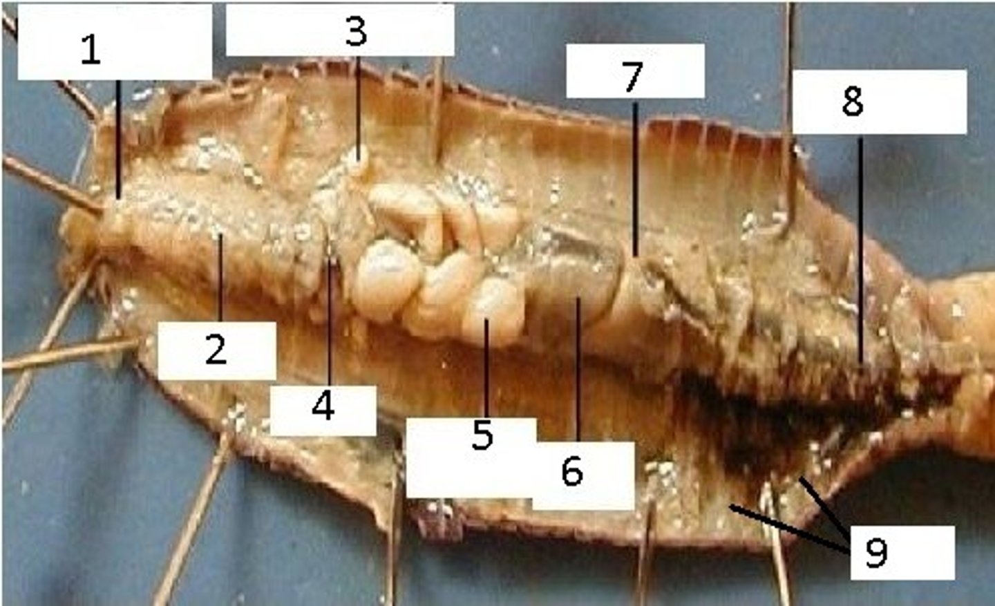 <p>9</p>