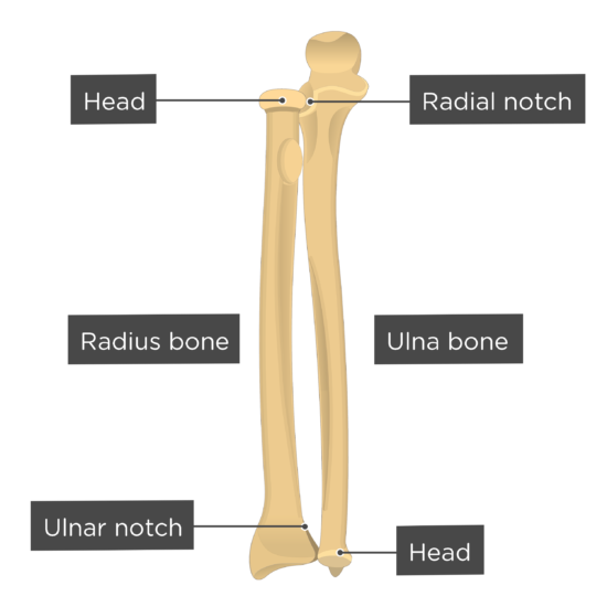 <p>depression that articulates with the ulna</p>