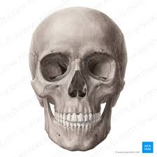 <p>Protects the brain and houses sensory organs. It consists of the cranium and facial bones, with the cranium being a rigid, enclosed structure.</p>