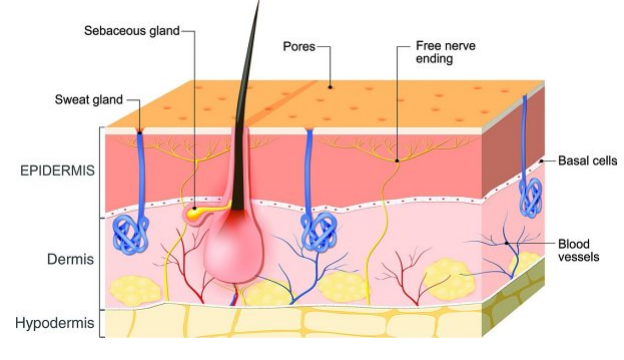 <p>Which dermis leads to wrinkling and loosening of the skin?</p>