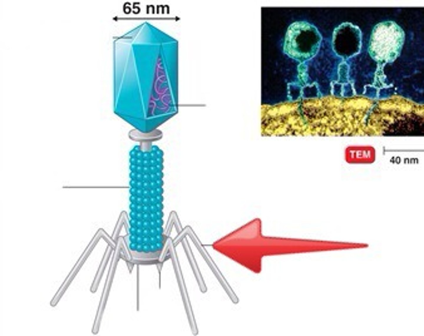 <p>Allow the bacteriophage to attach to the host cell</p>