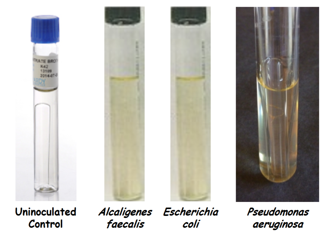 <p>pseudomonas aeruginosa has gas in Durham tube +</p><p>If test bacterium does <em>not </em>perform fermentation, then you may conclude denitrification occurred (NO<sub>3</sub><sup>–</sup> → NO<sub>2</sub><sup>–</sup> →N<sub>2</sub>).</p>