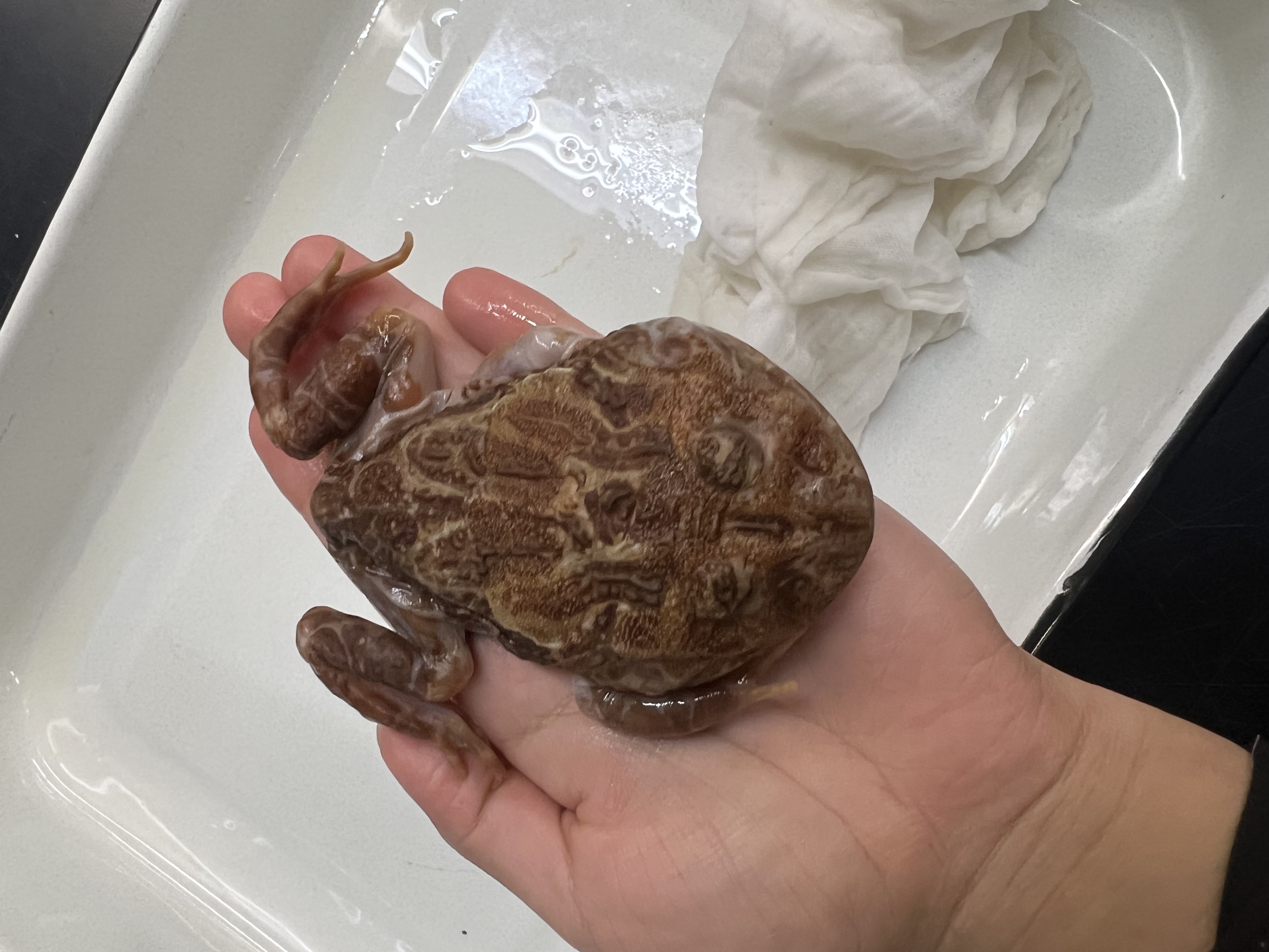 <p>What’s the <strong>family</strong> name?</p>