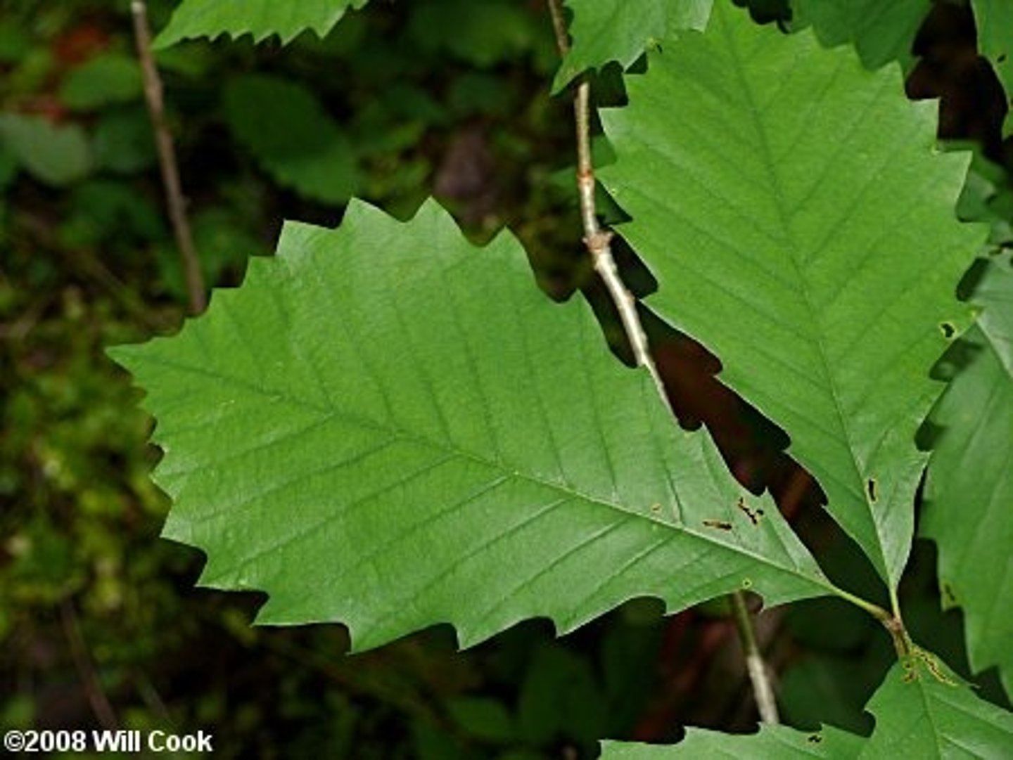 <p>A deciduous tree whose size is dependent on its environment; its bark is extremely deeply ridged and dark gray; its leaves have 10-15 rounded lobes.</p>