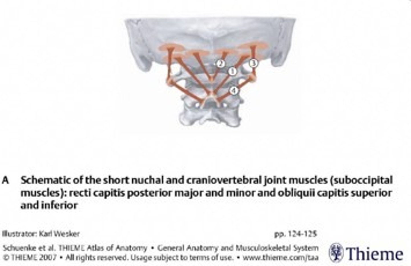 <p>welke spieren zijn hier aangeduid</p>