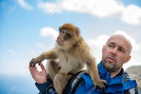 <p>monkey</p>