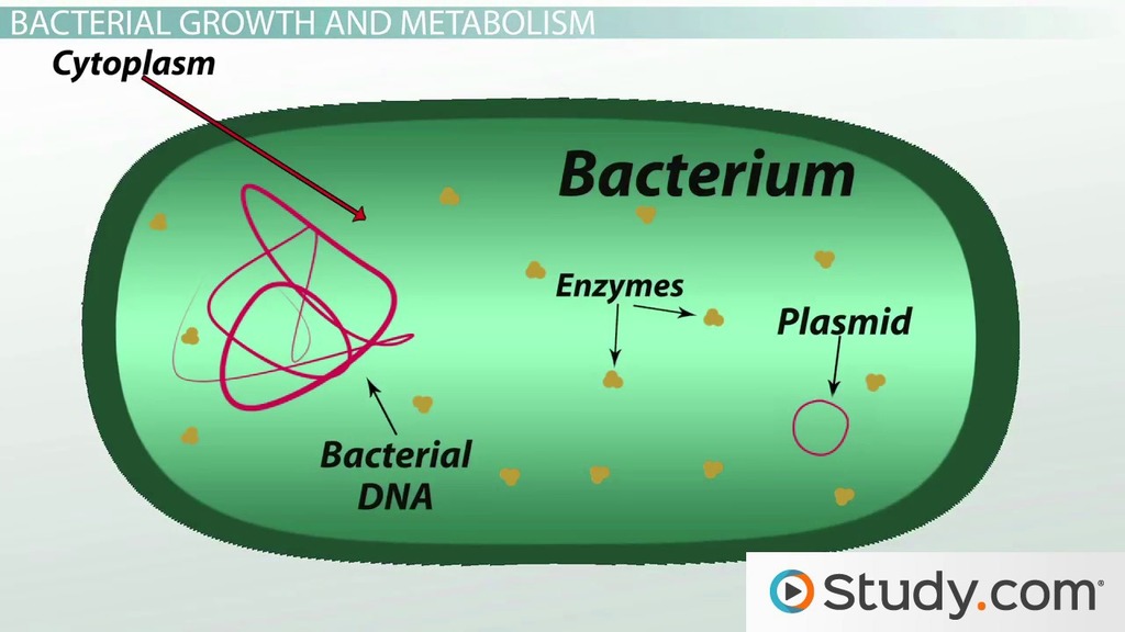 <p>No organelles, Single-Celled, Most are microscopic</p>