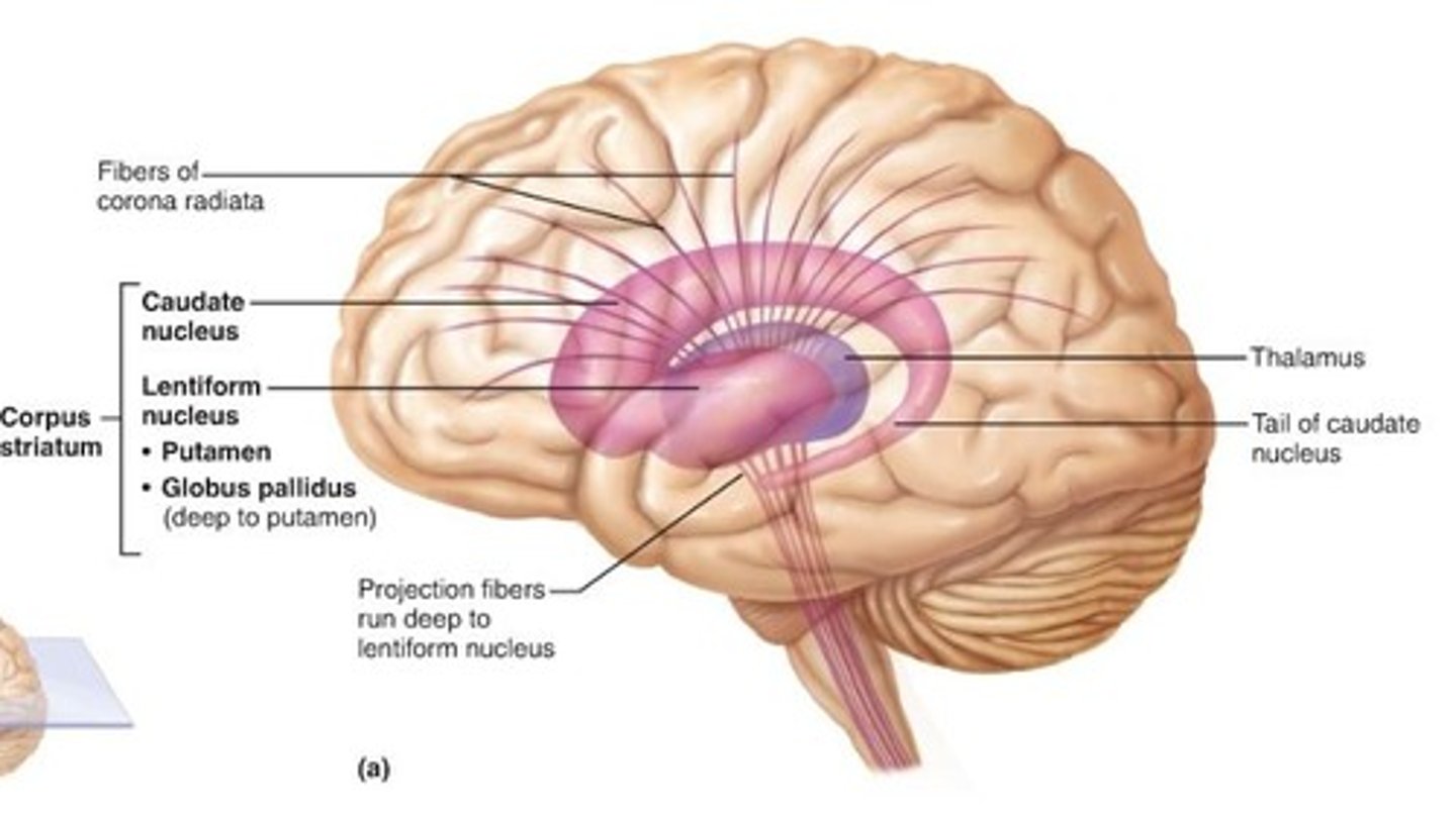 <p>structure lying at the base of the forebrain which is a critical component of the motor and reward systems. Coordinates decision-making, motivation, and reinforcement.</p>