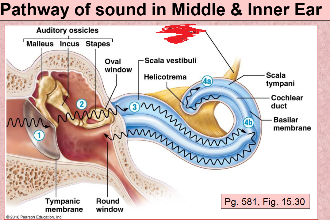 <p>Cochlear nerve</p>