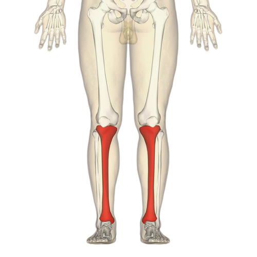 <p>the inner and thicker of the two bones of the human leg between the knee and ankle</p>