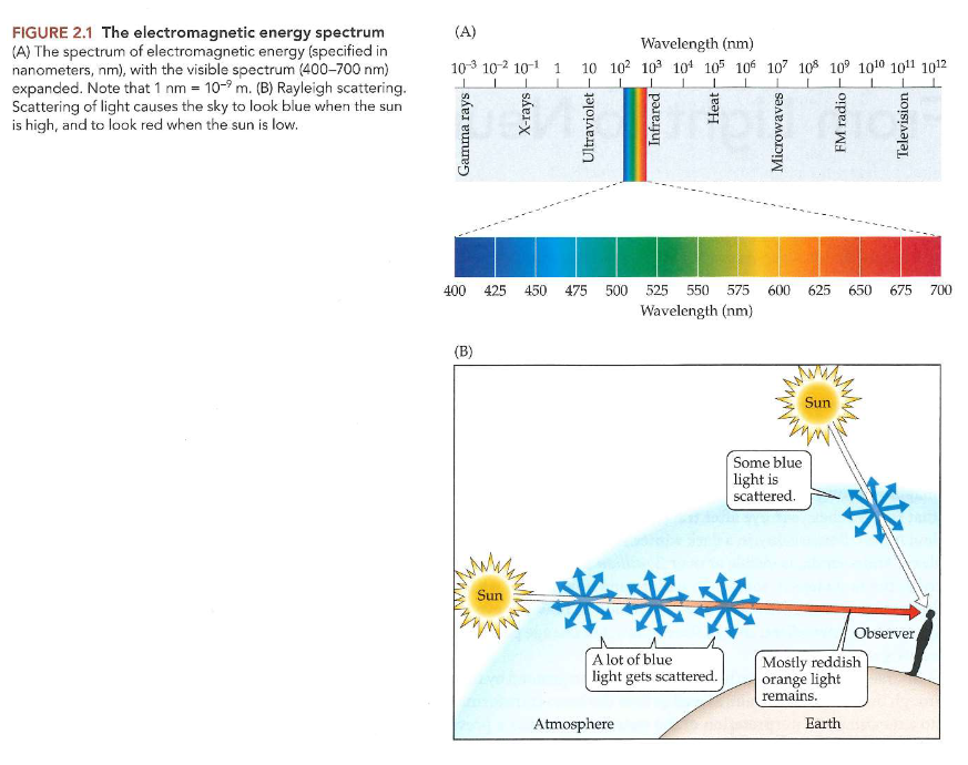 <ul><li><p>kleur: geen fysieke eigenschap van dingen in de wereld</p><ul><li><p>kleur: resultaat van interactie van fysieke stimulus met bepaald zenuwstelsel</p></li><li><p>fout om te denken dat specifieke golflengten van licht specifieke kleuren zijn</p></li></ul></li><li><p>smal bereik van elektromagnetische spectrum tussen golflengten te zien door mens</p><ul><li><p>golflengten: van ± 400-700 nanometer (1nm = 10<sup>-9</sup>/ 0.000000001)</p></li></ul></li><li><p>schijnbare kleur van deel van zichtbare wereld → gecorreleerd met golflengten van lichtstralen die oog bereiken vanuit deel van de wereld</p><ul><li><p>meeste licht dat we zien = gereflecteerd licht</p></li></ul></li><li><p>breed spectrum aan golflengten → raken oppervlakken in de wereld om ons heen:</p><ul><li><p>uitgezonden door typische lichtbronnen: bv. zon of lamp</p></li><li><p>golflengten: </p><ul><li><p>geabsorbeerd door oppervlakken die ze raken</p></li><li><p>gereflecteerd → deel van dat gereflecteerde licht bereikt ogen</p></li></ul></li></ul></li><li><p>kleur van oppervlak:</p><ul><li><p>afhankelijk van combinatie van golflengten die oog bereiken vanaf oppervlak</p></li></ul></li></ul><p></p>