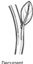 <p>Decurrent</p>