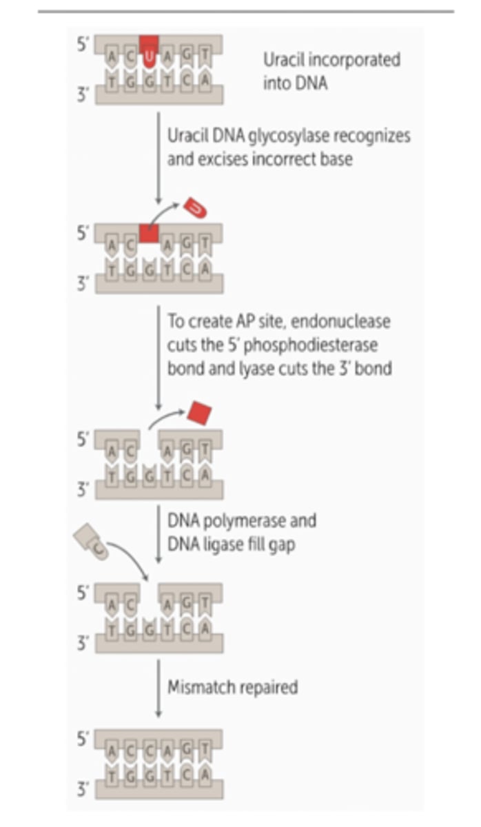 <p>BER is used if if DNA lesions affect a single nucleotide.</p><p>Used for lesions introducing uracil to DNA during replication, damage from ROS, deamination, and depurination.</p><p>Initiated by DNA glycosylase recognizing damaged nucleotide and removing the bae, creating a AP (apurine/apyrimidine site). DIfferent glycosylases specific to various types of DNA lesions. Once AP site created, endonuclease cleaves 5' phosphodiester bond while lyase cleaves 3' bond, creating a single gap that is filled by DNA polymerase and ligase sealing nicks.</p>
