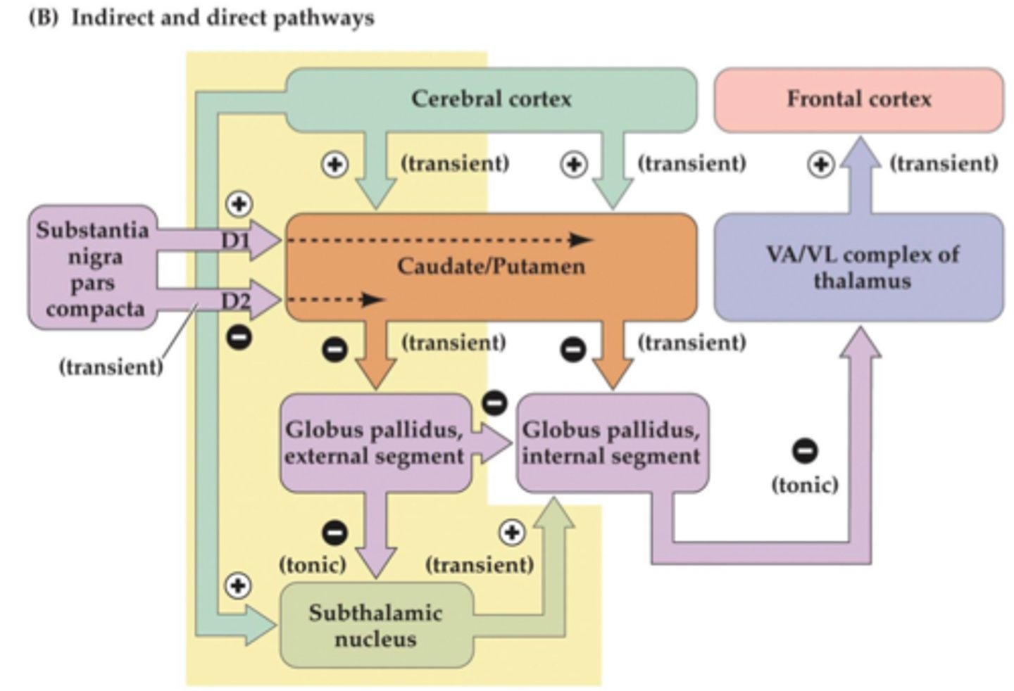 <p>Cortex releases glutamate --> SnC releases dopamine --> dopamine is inhibitory --> striatum sends inhibitory gaba to globus pallidus external segment --> gaba is not released --> subthalmic nucleus is not inhibited --> releases nuclei --> excite substantia nigra --> release GABA -->inhibits thalamus --> WE DONT MOVE</p>
