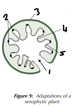 <p>Label the adaptations of a xerophytic plant (1→5).</p>