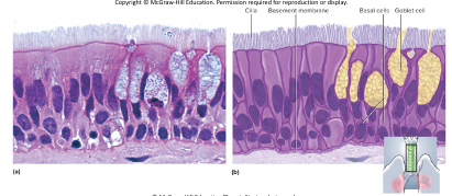 <p>-looks multilayered, but all cells touch basement membrane</p><p>-nuclei at several layers</p><p>-has cilia and goblet cells</p><p>-secretes and propels mucus</p><p>-locations: respiratory tract and portions of male urethra</p>