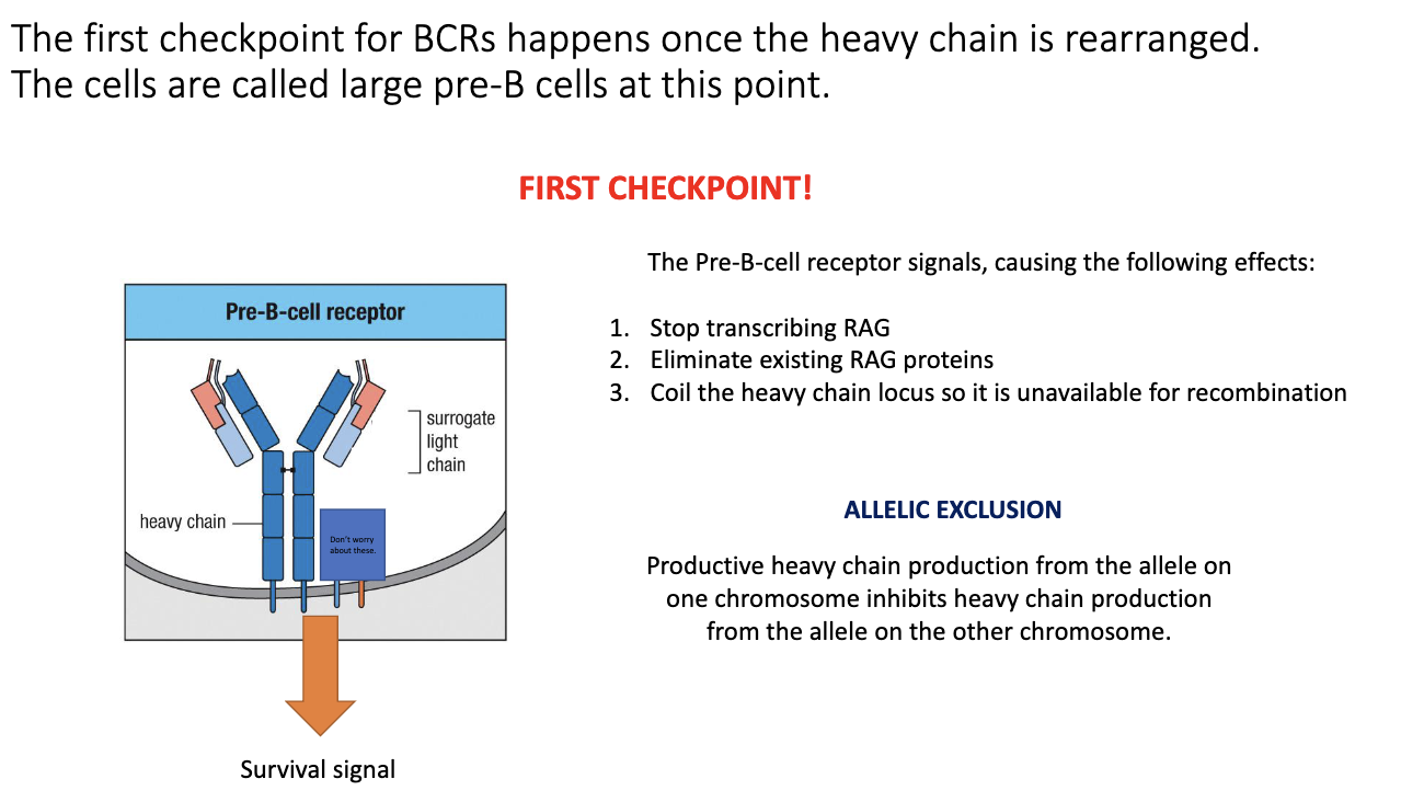 <ul><li><p>Only <strong>one heavy-chain allele</strong> completes VDJ recombination.</p></li><li><p>The other allele stays <strong>germline or partially rearranged</strong>.</p></li><li><p>Guarantees each B cell expresses <strong>only one antibody specificity</strong>.</p></li><li><p>Essential to avoid mixed or self-reactive specificities.</p></li></ul><p></p>