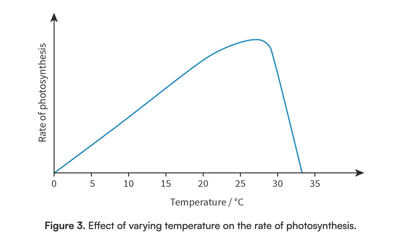 <p>Photosynthesis is controlled by <span><span>enzymes</span><strong><span>,</span></strong></span> which work best at their optimal temperatures. As temperature increases, the rate of photosynthesis increases (up until a certain point). After that point, the rate of photosynthesis decreases due to the denaturation of the enzyme. The optimum temperature for plants varies between species, but is usually between 20-30 degrees Celsius</p>