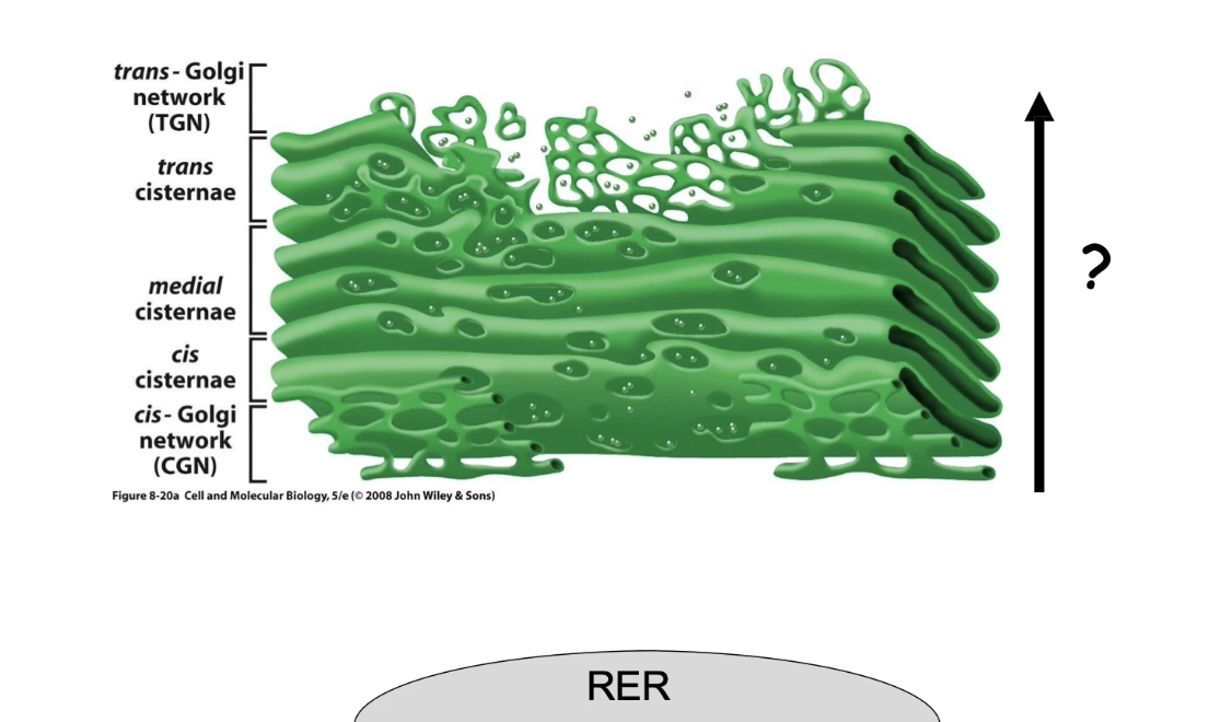 <ul><li><p>Movement of proteins <strong>from the rough ER toward the cell membrane</strong> (forward direction, away from nucleus).</p></li><li><p>Vesicles help transport proteins through the Golgi complex.</p></li><li><p>Proteins pass through cis- to medial- to trans-cisternae before reaching their final destination.</p></li></ul><p></p>
