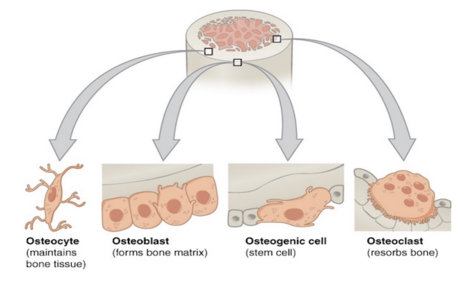 <p>Bone cells</p>