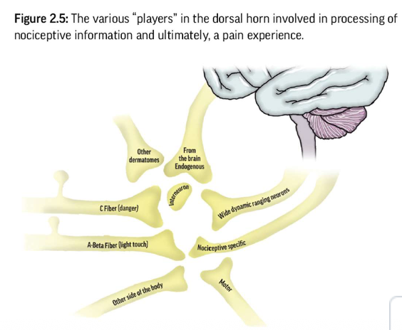 <ul><li><p><span>Receives nociceptive input from peripheral tissues via</span><br><span>nociceptive fibers</span></p></li><li><p><span>Incoming signals are processed by interneurons</span></p><ul><li><p>inhibit&nbsp;</p></li><li><p>facilitate to second order neurons</p></li></ul></li></ul><p></p>