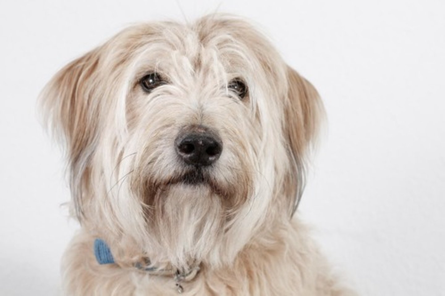 <p>sheepdog</p>