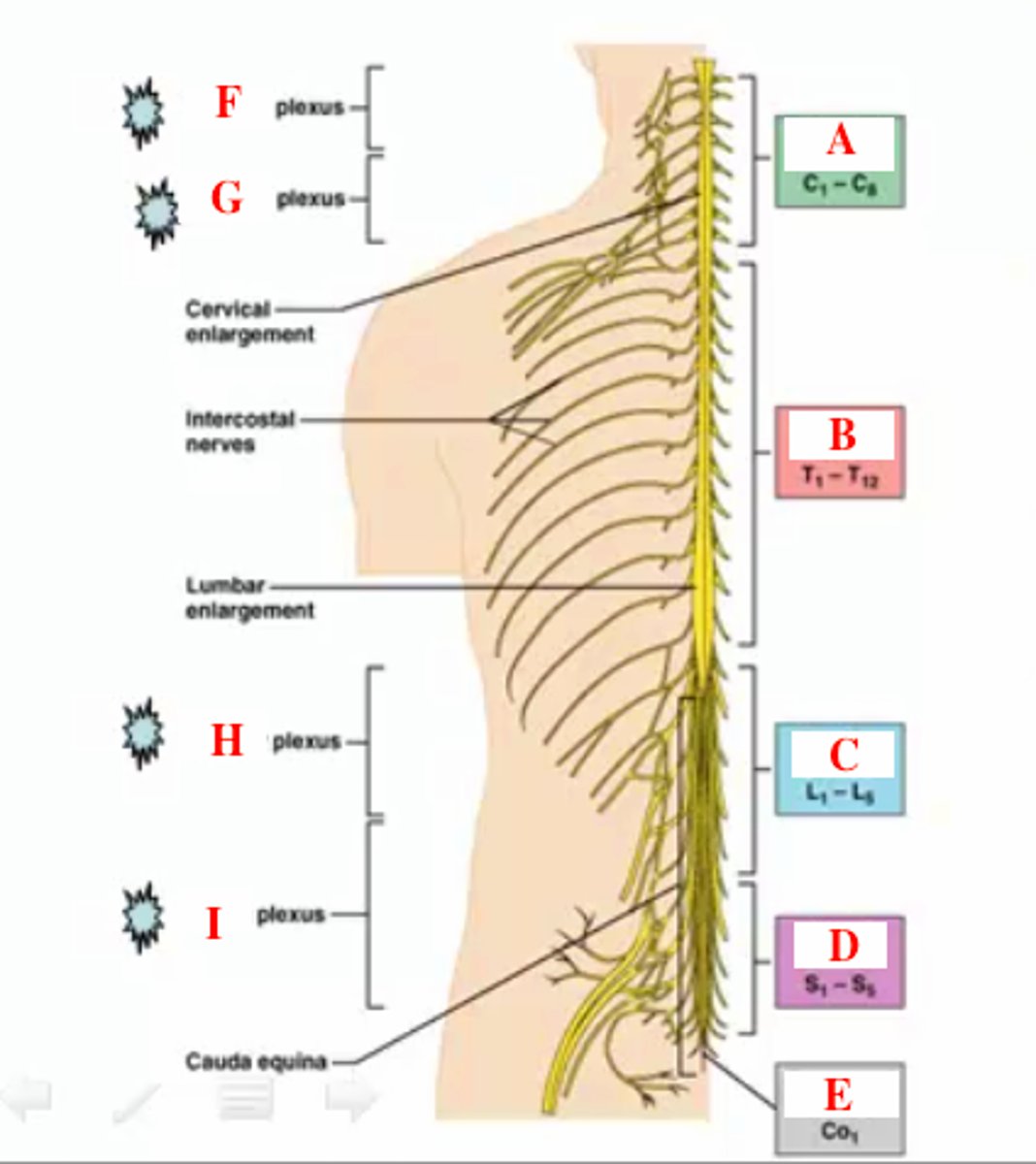 <p>How many pairs of spinal nerves are there?</p>