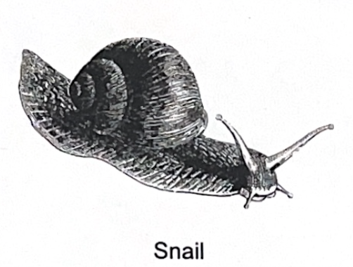 <p>snail SP</p>
