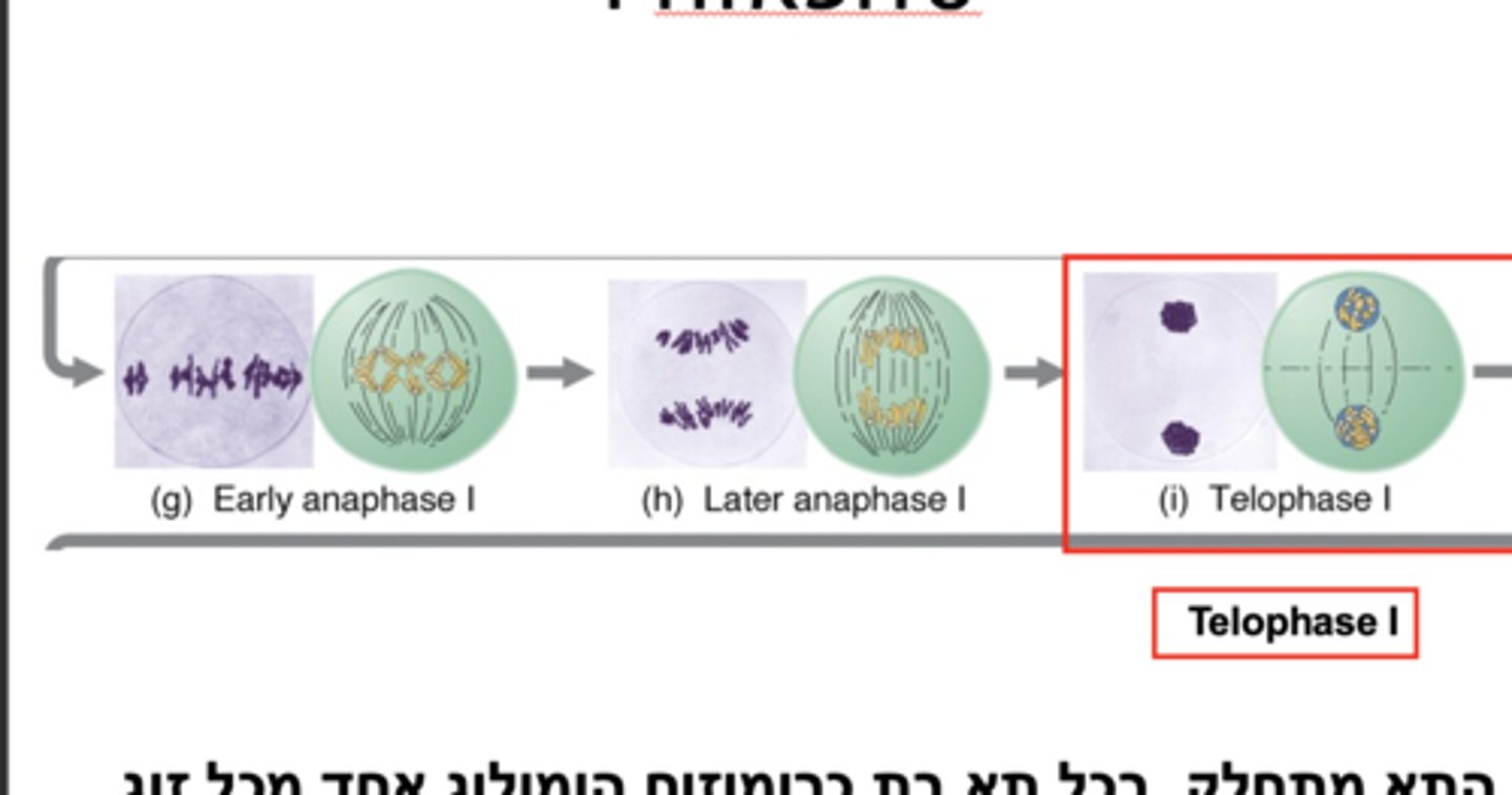 <p>homologous chromosomes have reached the poles and depending on the organism, nuclear envelopes may or may not form, &amp; cytokinesis may or may not occur</p>