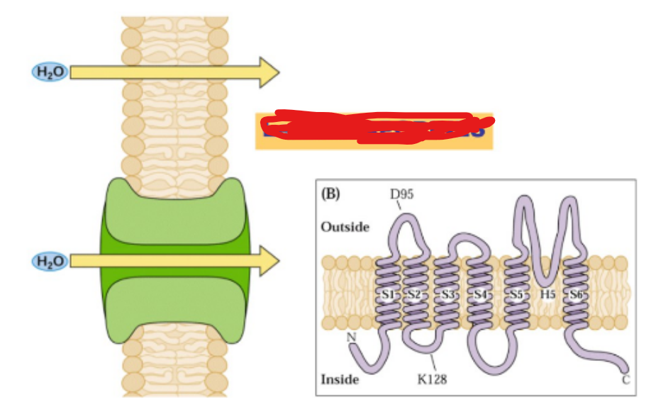 <p><span>Osmose</span><span style="background-color: transparent;"> : mouvement de l’eau à travers une <strong>membrane hemi-perméable sélective</strong>, uniquement perméable à l’eau<br>L’eau peut se déplacer :</span></p><ul><li><p><span style="background-color: transparent;">Par<strong> diffusion simple</strong> : transport passif sans énergie.</span></p></li><li><p><span style="background-color: transparent;">Par<strong> diffusion facilitée</strong> via les </span><span><strong>[?]</strong></span><span style="background-color: transparent;">, <strong>canaux protéiques </strong>spécifiques à l’eau, également passive (sans énergie).</span></p></li></ul><p></p>