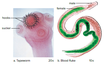 Parasitic flatworms.