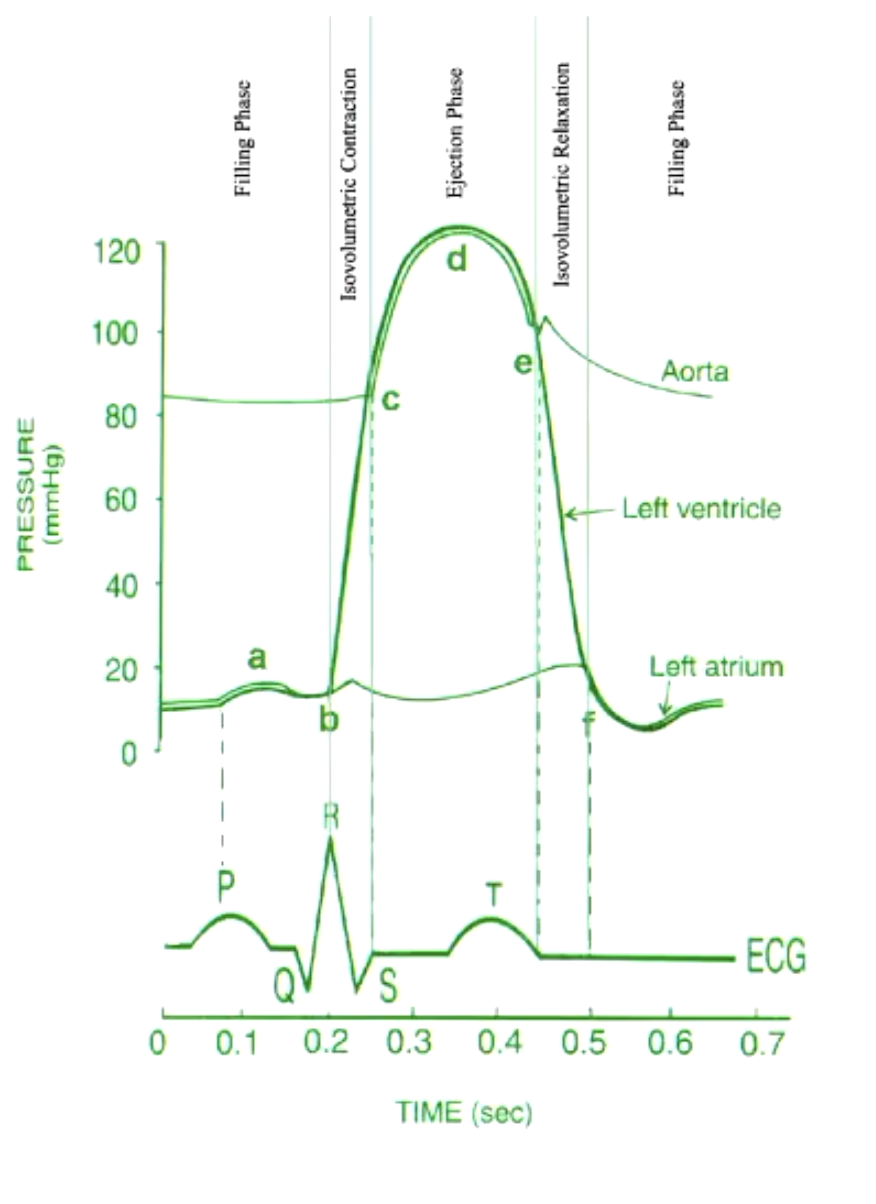 <p>what happens during isovolumetric contraction? (b-c)</p>