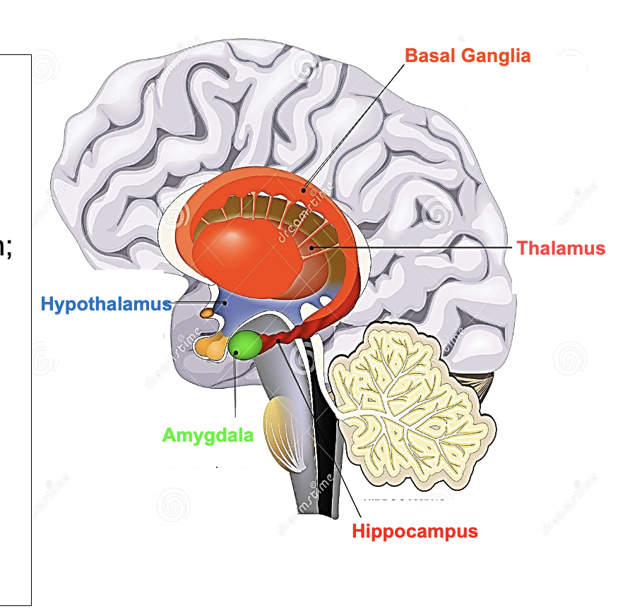 <p><span style="color: rgb(0, 0, 0);"><strong><span>Limbic Lobe</span></strong><span><br>• Function: communicates with the limbic system = group of interconnected structures that facilitate memory retrieval and storage, establish emotional states, and link conscious intellectual functions of the cortex with unconscious autonomic functions of the brain stem</span></span></p><p><span style="color: rgb(0, 0, 0);"><strong><span>Limbic System parts</span></strong></span></p><p><span style="color: rgb(0, 0, 0);"><span>i.Hypothalamus - center of limbic system<br>that links endocrine (managing hormones)<br>& peripheral nervous system (somatic &<br>autonomic systems) for homeostasis<br>ii. Amygdala - detects and regulates<br>emotions such fear, threat, and aggression;<br>also tied to memory and decision-making<br>iii. Hippocampus - memory and spatial<br>navigation<br>iv. Thalamus - relays sensory information<br>to process emotion, memory, sexual<br>arousal and learning<br>v. Basal Ganglia - procedural learning,<br>habit and conditional learning, and<br>emotions</span></span></p>