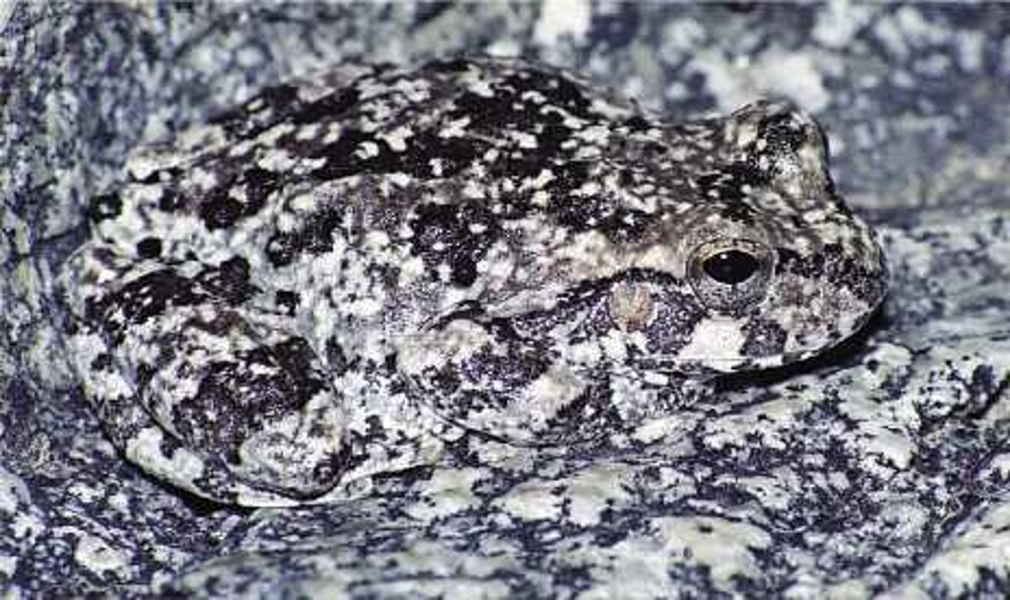 <p>includes colors and patterns that allow prey to</p><p>blend into the background</p>
