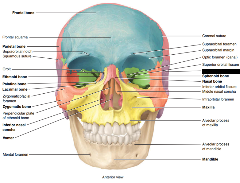 <p>State and identify what part of the cranial bone is being pointed out and censored.</p>