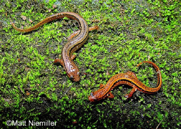 <p><span>This species has 14 costal grooves; dorsolateral dark stripe usually continued on the tail to its tip; adult males with prominent circi; sides below dark stripe often brown and white, mottled or with a series of white spots in a line above the legs; belly yellowish; length to 98 mm.</span></p>