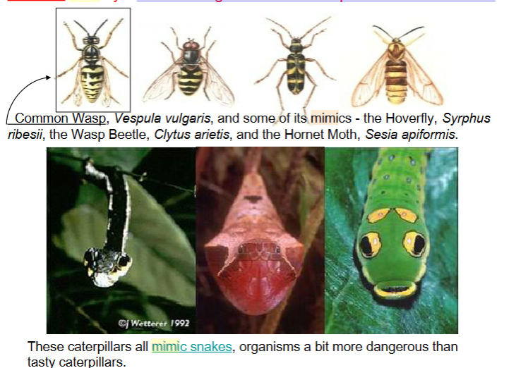 <p>harmless organisms resemble poisonous or distasteful</p>