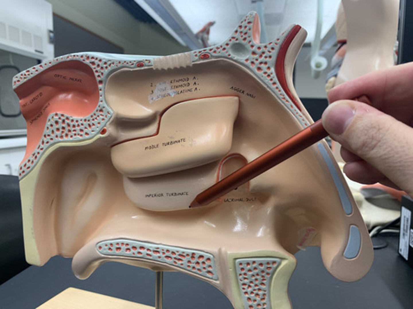 <p>Lowest bony ridge extending from lateral nasal cavity wall; its own complete bone</p>