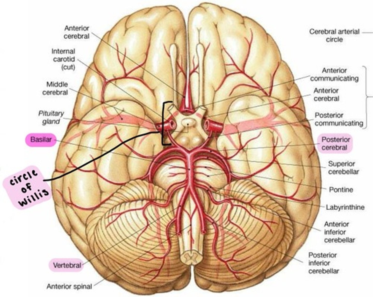 <p><strong>Vertebral arteries fuse</strong> to form the Basilar artery</p>