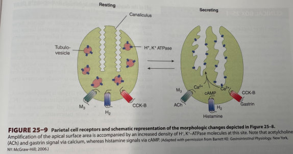 <p>By elevating cytosolic free calcium concentrations</p>