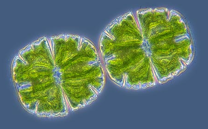 <p>Archaeplastida<br>Green Algae<br>Charophytes</p><p>Freeliving Autotroph</p><p>Unicellular</p><p>Semicells<br>Nueclus in ithmus (space between semi cells)</p>
