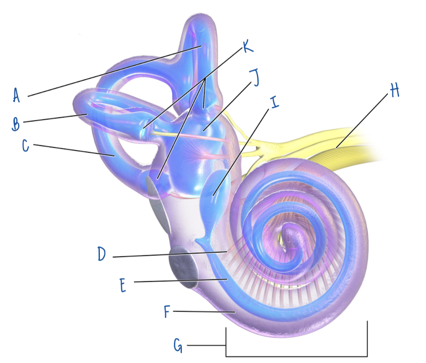 <p>Name the part of the inner ear labeled C</p>