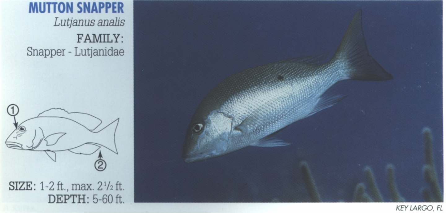 <p><span>1. Fine blue lines below eye. 2. Pointed anal fin.&nbsp;</span></p>