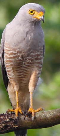 <p>What bird is this?</p>