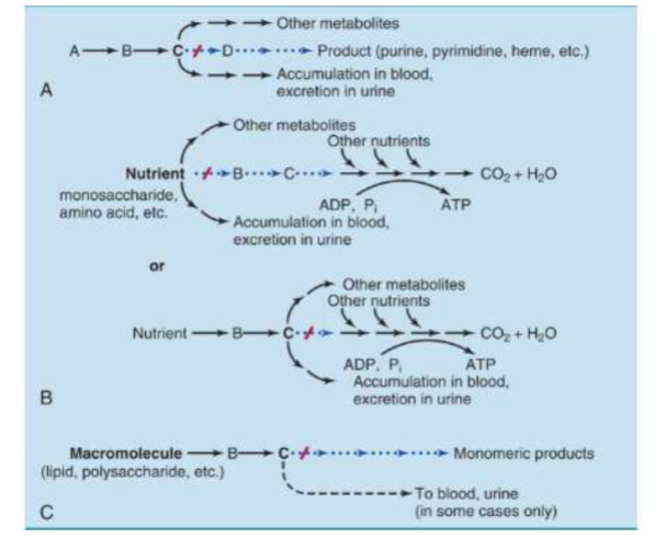 <p>1) if have deficiencies on enzyme form c to d options: can make other things or accum. im blood)</p><p>b) pathway for nutient, in have enzyme for B pathway for pathway compromised so whole pathway for fuel compromised</p><p>c) breaking down macromolecule, diffecency in enzyme c can only break down to certain point</p>