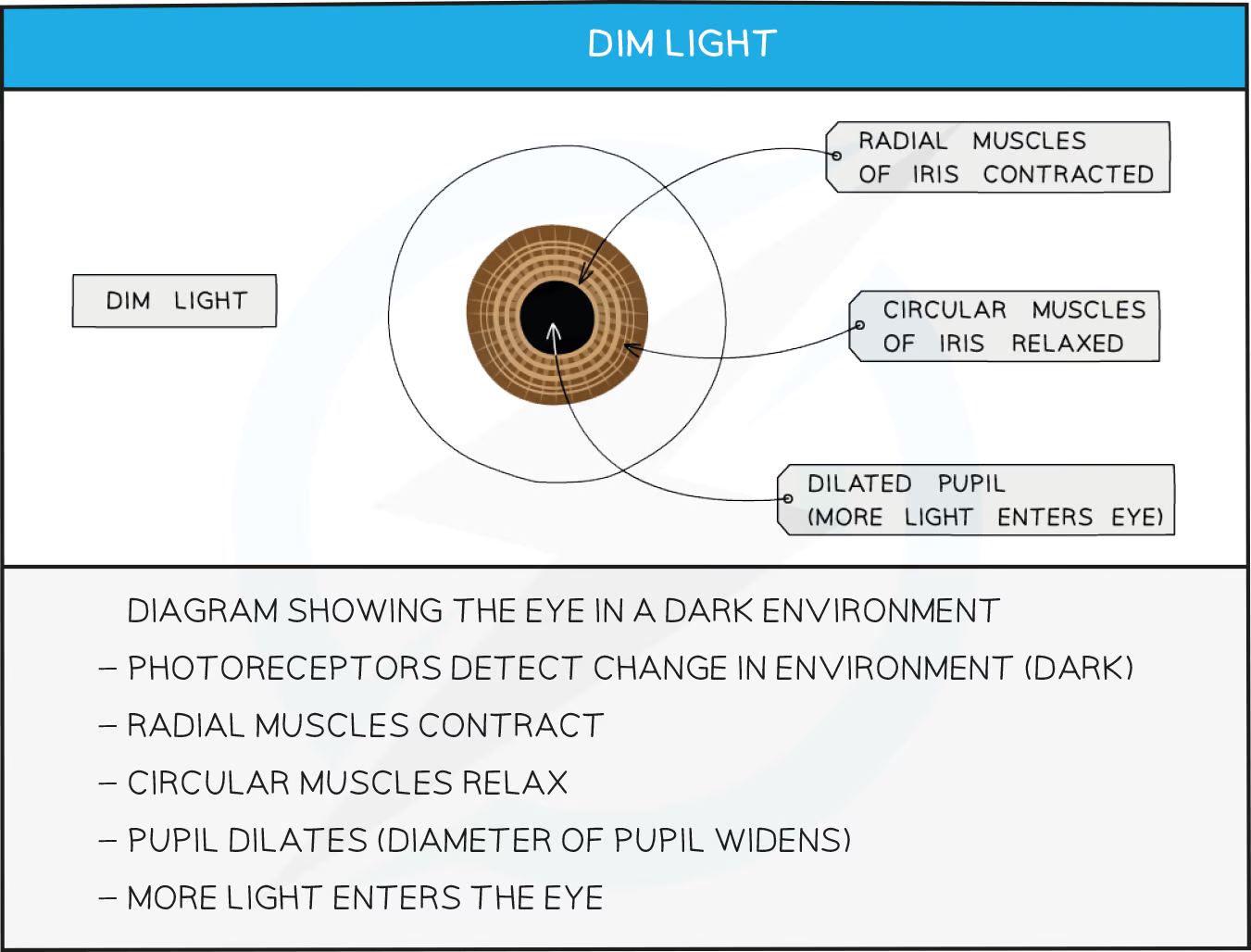 <ul><li><p>When light levels are low the pupil reflex acts to dilate the pupil and maximise the light entering the eye; this is achieved as follows:</p><ul><li><p>light receptors in the eye detect low light levels</p></li><li><p>the&nbsp;<strong>radial muscles contract</strong> and the<strong> circular muscles relax</strong></p></li><li><p>the pupil <strong>dilates</strong></p></li></ul></li></ul><p></p>