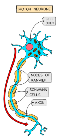 <p>What are motor neurons?</p>