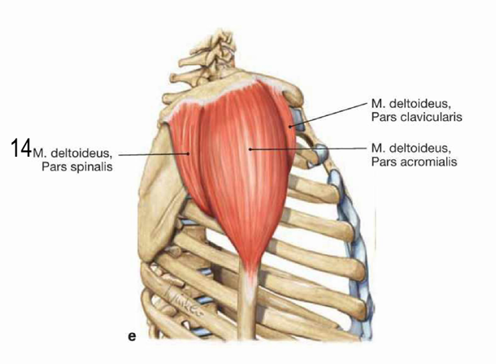 <p>ngjitet ne klavikule dhe skapule me ndihmen e tre tufave, pars clavicularis, pars acromialis dhe pars spinalis</p><p>pars clavicularis ngjitet ne facies superior dhe margo anterior claviculae</p><p>pars acromialis ngjitet ne akromion</p><p>pars spinalis ngjitet ne buzen e poshtme te spina scapulae</p><p>tetiva e forte e perbashket ngjitet ne tuberositas deltoidea humeri</p>