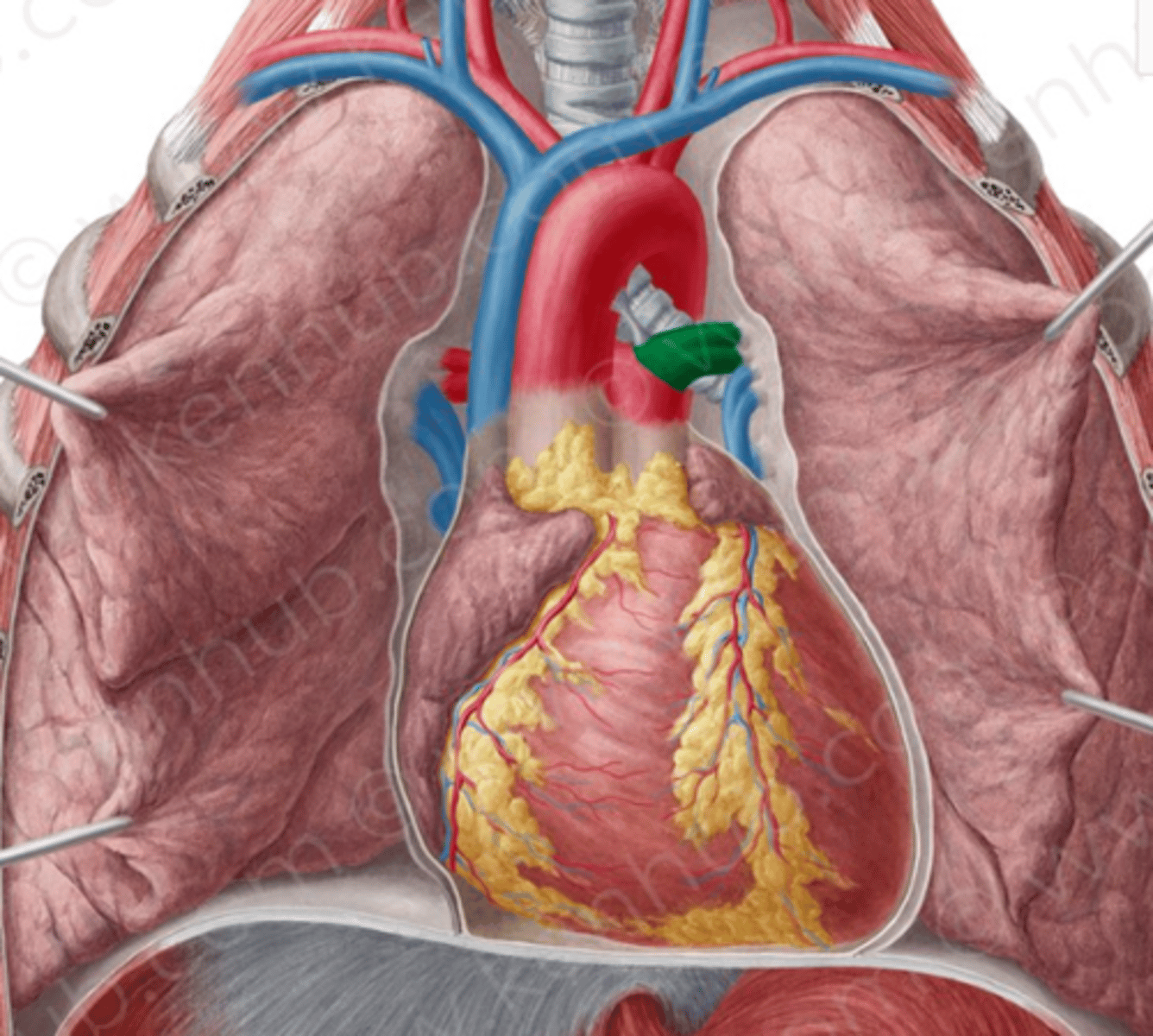 <p>linker longslagader; oorsprong: truncus pulmonalis</p><p>functie: linkerlong voorzien van zuurstofarm bloed</p>